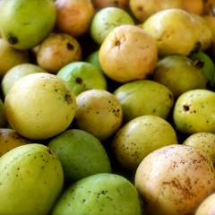 Celebramos con lanzamiento de revista y tocata