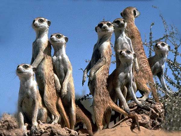 Familia-Suricata