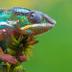 Magia guayaba: un adelanto del disco del Señor Camaleón